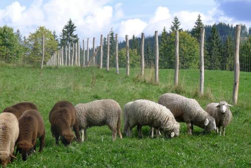 Zaunpfahl aus Robinienholz
